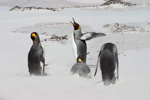 Aptenodytes patagonica