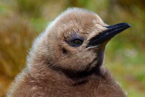 Aptenodytes patagonica
