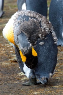 Aptenodytes patagonica