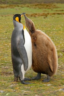 King penguin