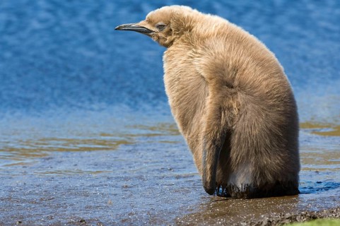 King penguin
