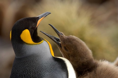 King penguin
