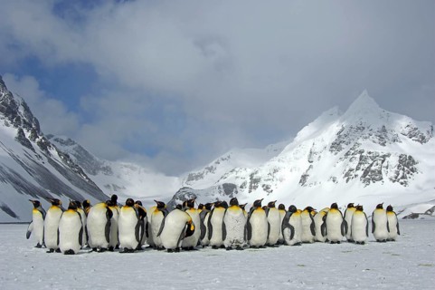 King penguin