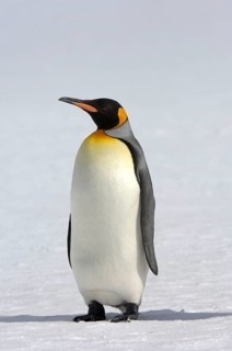 Aptenodytes patagonica