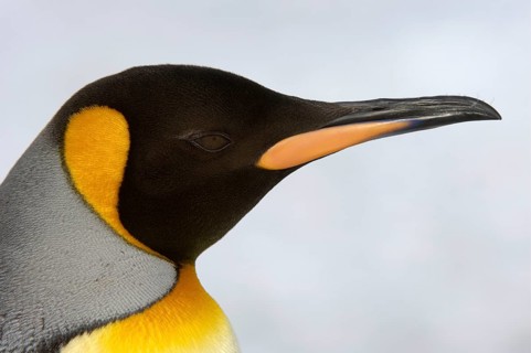 Aptenodytes patagonica
