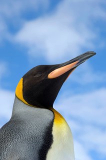 Aptenodytes patagonica