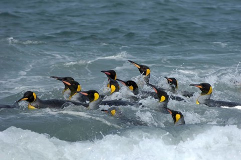 Aptenodytes patagonica