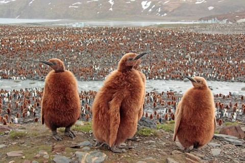 King Penguin