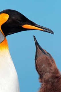 King Penguin