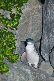 Little little penguin