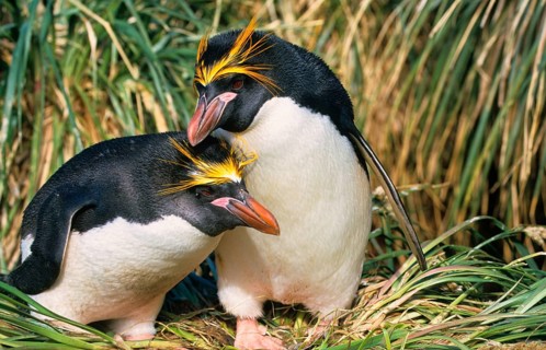 Macaroni Penguin
