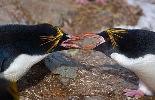Macaroni Penguin