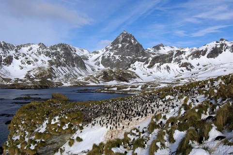 Macaroni penguin
