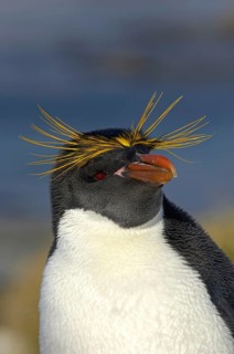 Macaroni Penguin adult