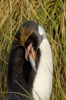 Macaroni Penguin