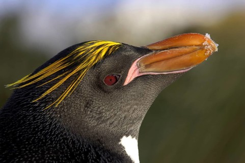 Macaroni Penguin adult