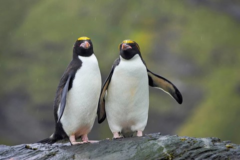 Macaroni penguin