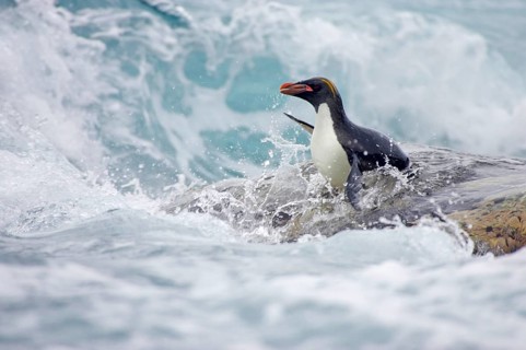 Macaroni Penguin adult
