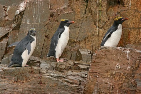 Macaroni penguin