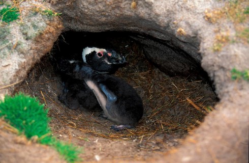 Magellanic penguins