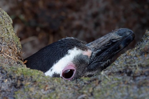 Magellanic penguin