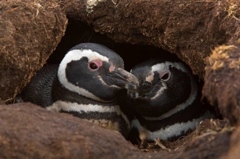 Magellanic penguin