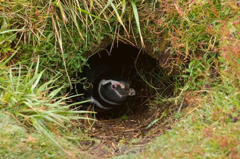 Magellanic penguin