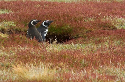 Magellanic penguin