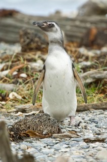 Juvenile magellanic penguin