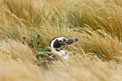 Adult magellanic penguin