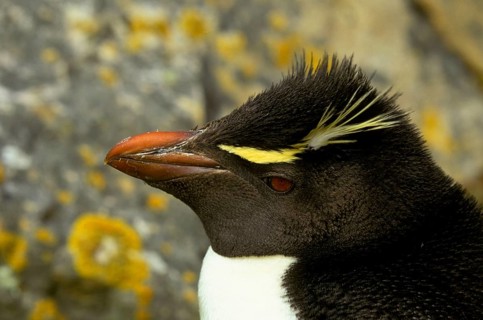 Southern rockhopper penguin