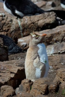 Southern rockhopper penguin