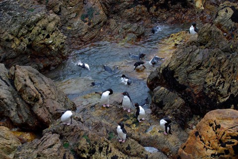 Southern rockhopper penguin