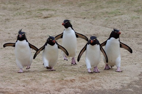 Marching Group southern rockhopper penguin