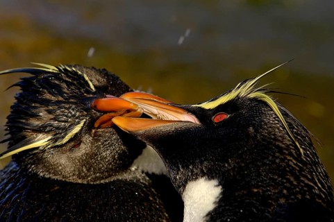 Southern rockhopper penguin