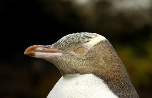 Yellow Eyed yellow-eyed penguin