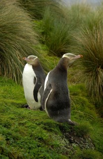 Yellow-eyed Penguin