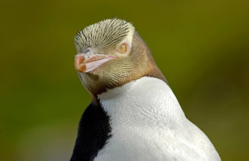 Yellow-eyed penguin