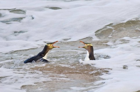 Yellow-eyed penguin