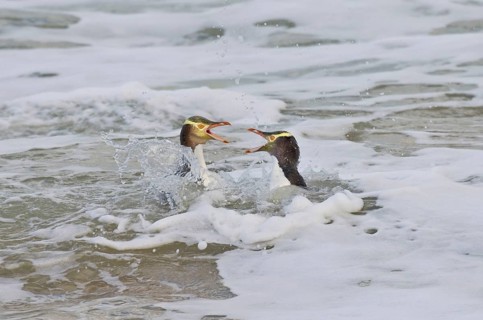 Yellow-eyed penguin