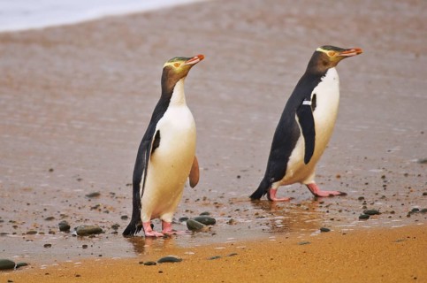 Yellow-eyed penguin