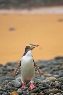 Yellow-eyed penguin