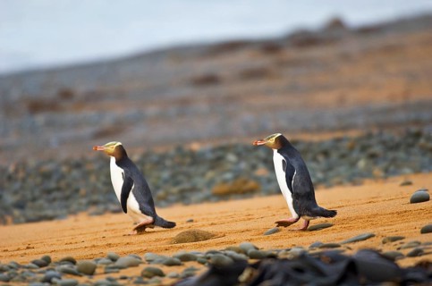Yellow-eyed penguin