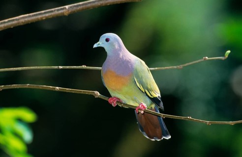Pink-necked green pigeon