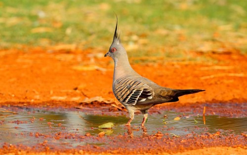 Crested Pigeon