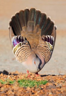Crested Pigeon