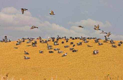 Rock dove