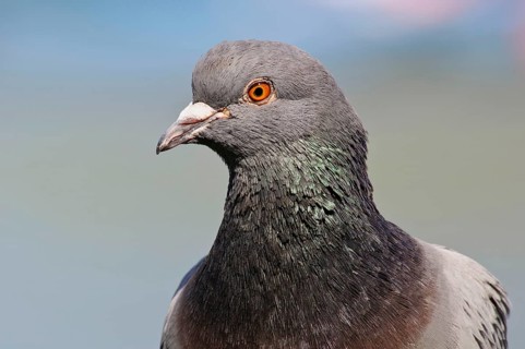 Adult rock dove