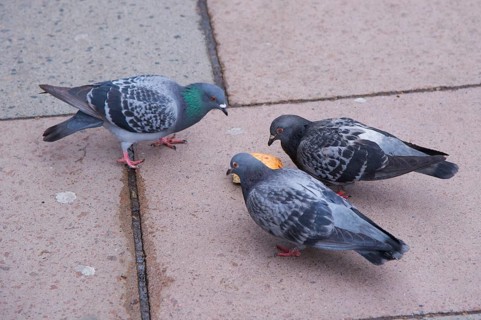 Rock dove
