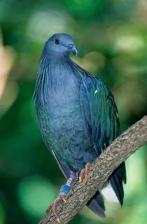 Columba nicobarica